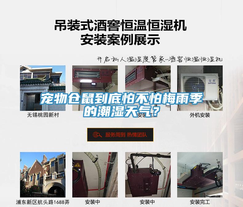 寵物倉鼠到底怕不怕梅雨季的潮濕天氣？