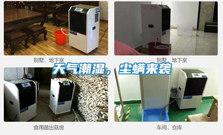 天氣潮濕，塵螨來襲