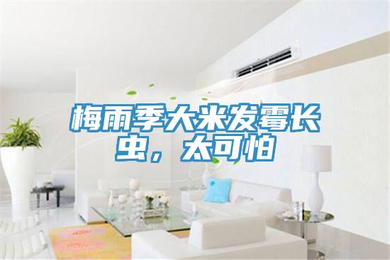 梅雨季大米發(fā)霉長(zhǎng)蟲(chóng)，太可怕