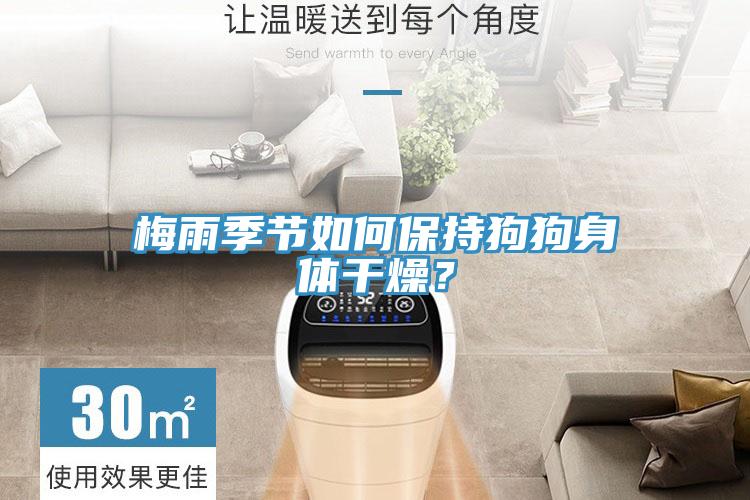 梅雨季節(jié)如何保持狗狗身體干燥？