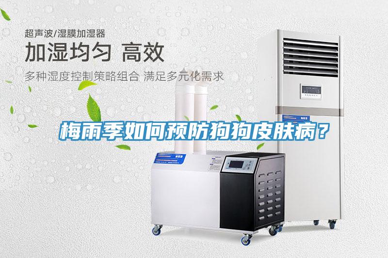 梅雨季如何預防狗狗皮膚病？