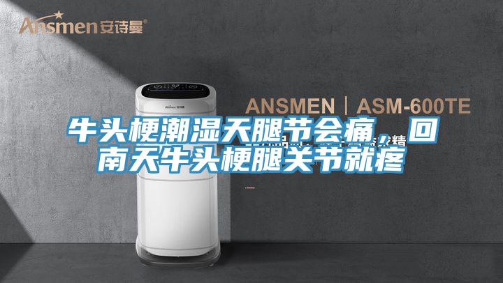 牛頭梗潮濕天腿節(jié)會痛，回南天牛頭梗腿關節(jié)就疼