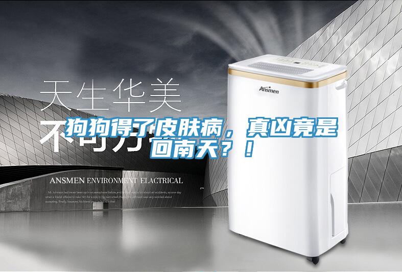 狗狗得了皮膚病，真兇竟是回南天？！
