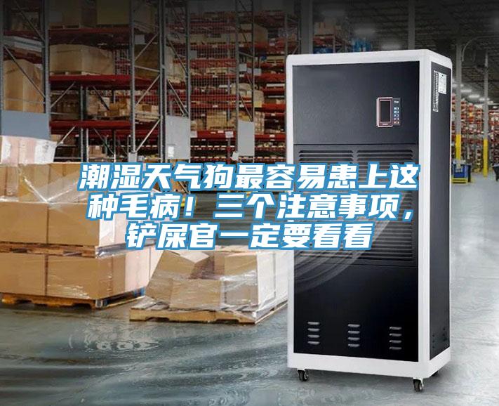 潮濕天氣狗最容易患上這種毛?。∪齻€注意事項，鏟屎官一定要看看