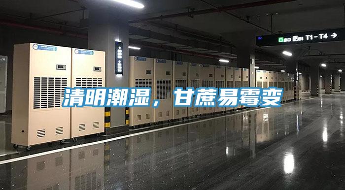 清明潮濕，甘蔗易霉變