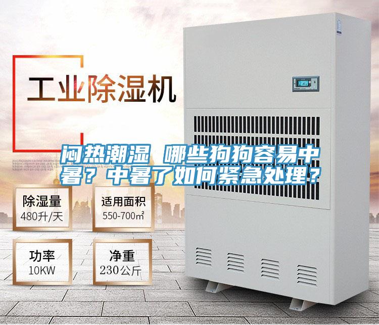 悶熱潮濕 哪些狗狗容易中暑？中暑了如何緊急處理？
