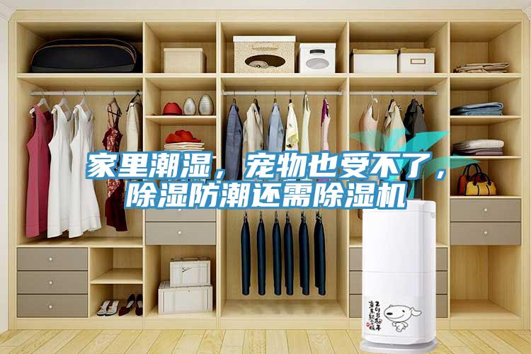 家里潮濕，寵物也受不了，除濕防潮還需除濕機