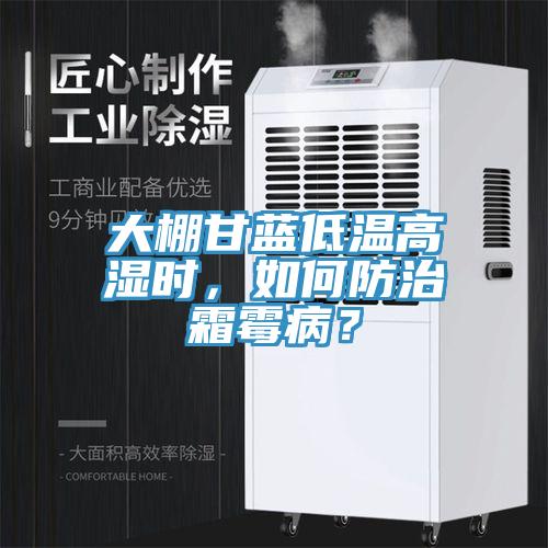 大棚甘藍低溫高濕時，如何防治霜霉??？