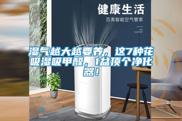 濕氣越大越要養(yǎng)，這7種花吸濕吸甲醛，1盆頂個(gè)凈化器！