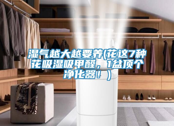 濕氣越大越要養(yǎng)(花這7種花吸濕吸甲醛，1盆頂個(gè)凈化器！)