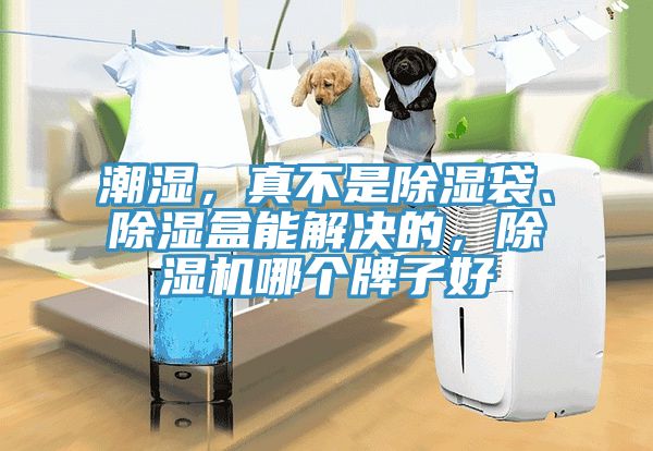 潮濕，真不是除濕袋、除濕盒能解決的，除濕機哪個牌子好