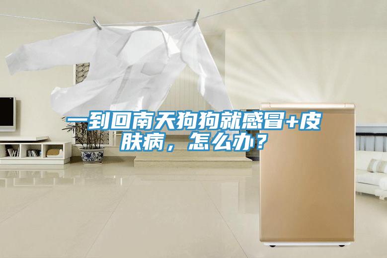 一到回南天狗狗就感冒+皮膚病，怎么辦？