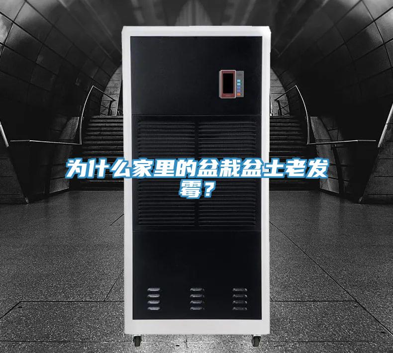 為什么家里的盆栽盆土老發(fā)霉？