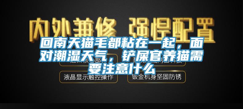 回南天貓毛都粘在一起，面對(duì)潮濕天氣，鏟屎官養(yǎng)貓需要注意什么